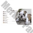 Asztali naptár képes TOPTIMER T058 álló fehér lapos Kutyák 2026.