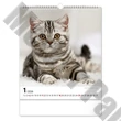 Falinaptár REALSYSTEM 300x340mm álló Cats 2026.