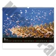 Falinaptár REALSYSTEM 480x330mm fekvő Wildlife 2026.