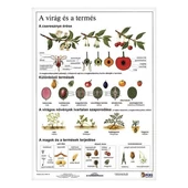 Tanulói munkalapok Tanulói munkalapok